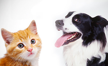 Kleurplaat Hond En Kat Moeilijk / kleurplaten-huisdieren ...