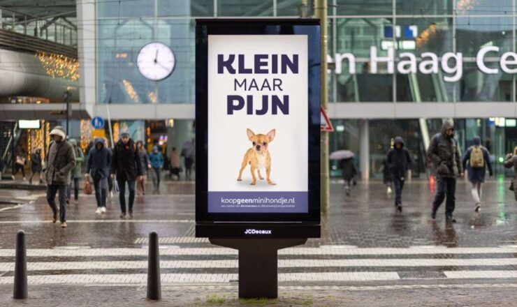 ‘Klein maar pijn’ waarschuwt voor verborgen leed bij mini-hondjes