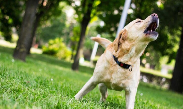 Waarom blaffen honden (en valt het af te leren)?