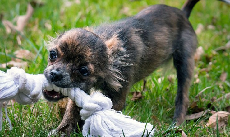 Acht speloefeningen voor baas en hond