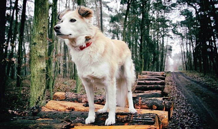 Doggy Days bij Landal Twenhaarsveld
