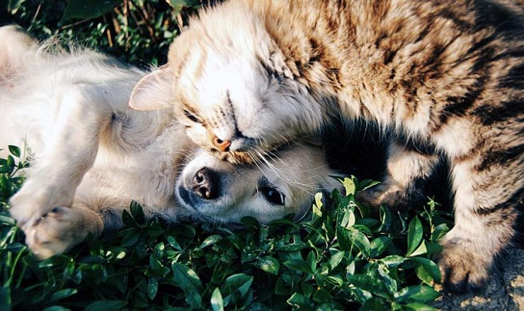 Coronavirus en reserveringen in dierenpensions