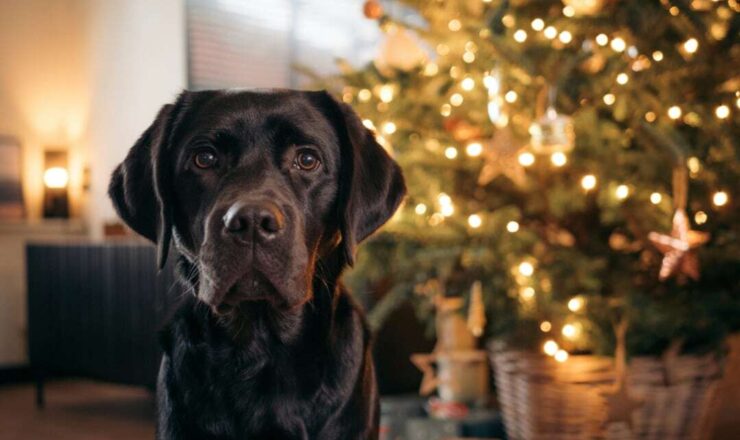 Last-minute kerstcadeau voor je huisdier? Zo maak je de juiste keuze