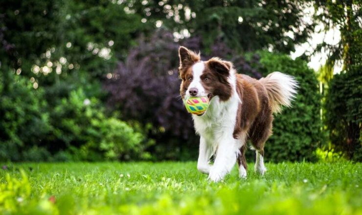 Hondenbescherming start petitie voor veilige hondenlosloopgebieden
