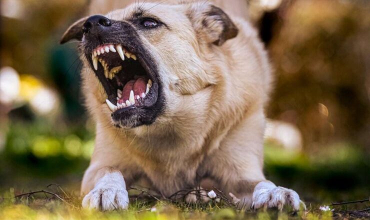 Landelijk meldpunt hondenbeten van start