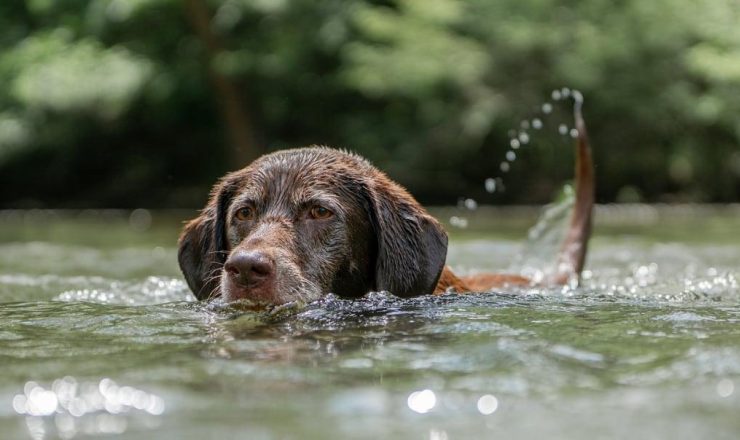 Hondenzwemmarathon in strijd tegen kanker bij dieren