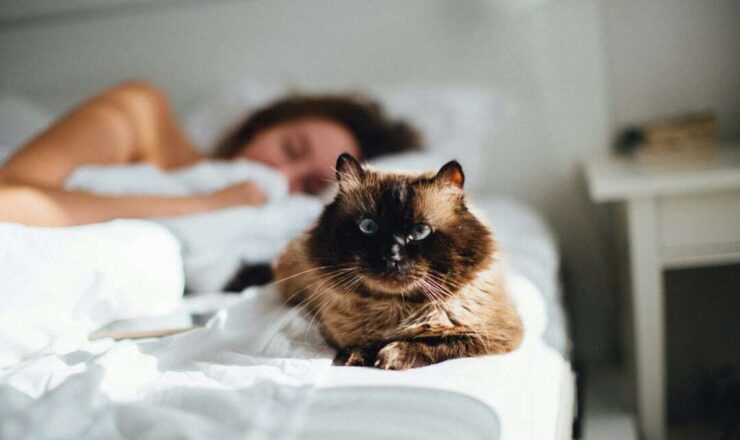 Bijna de helft van de viervoeters slaapt bij het baasje in bed