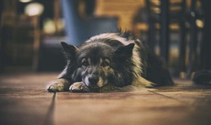 Pijn bij huisdieren: zo herken je het (want ze zeggen het niet zelf)