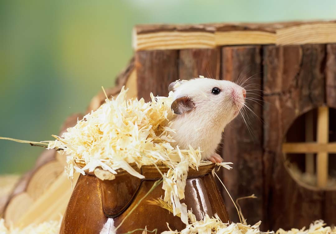 Hamster in verblijf met hamsterscaping