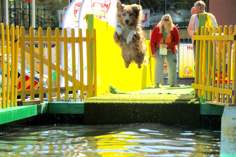 Dog-dive kampioenschap bij DogPop in Den Haag