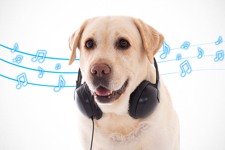 Hond hoort muziek, maar wat doet muziek bij dieren?