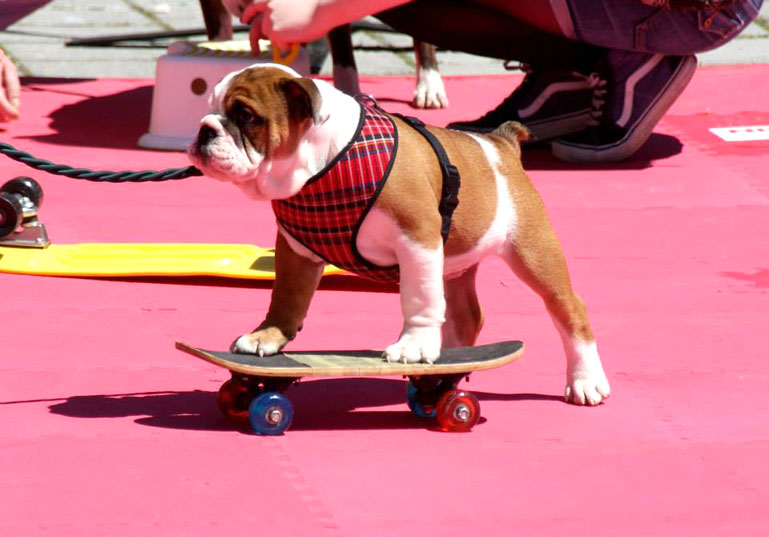 DogPop skateboardles voor honden