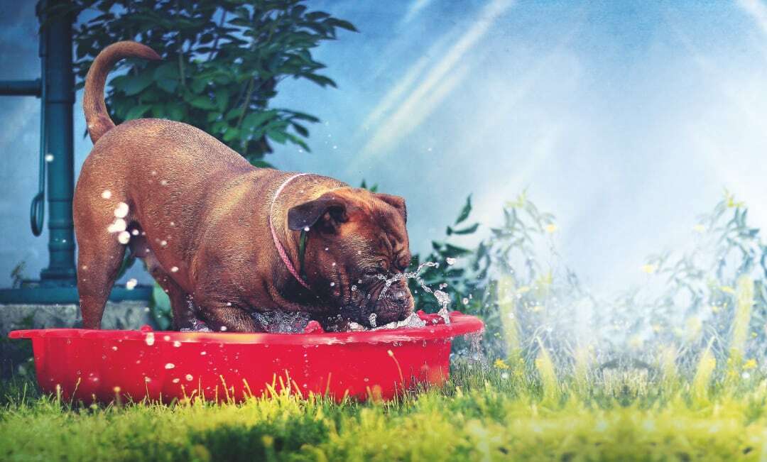 Hond water spel warmte