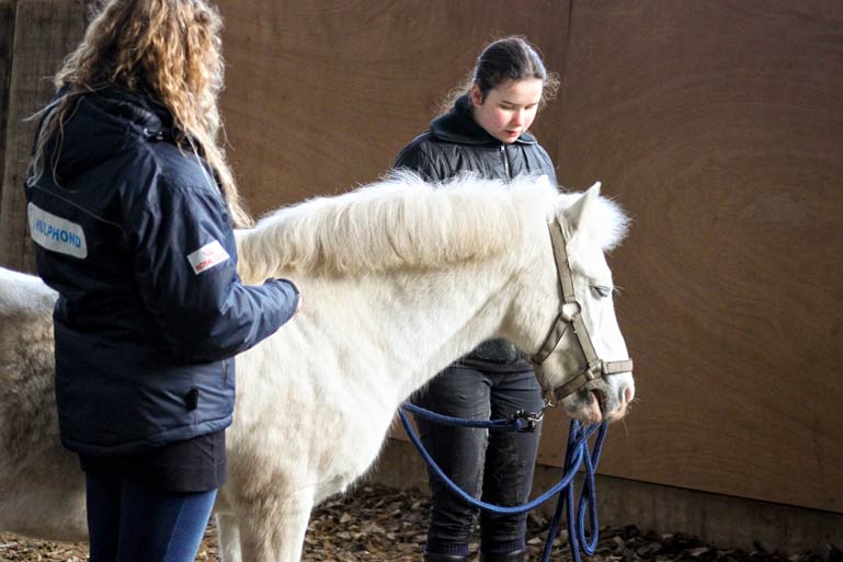 Hulphond Nederland breidt therapie uit met paarden