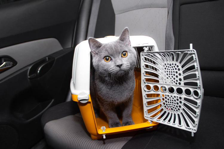 Kat in reismandje in auto