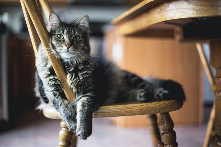 Kat en meubels