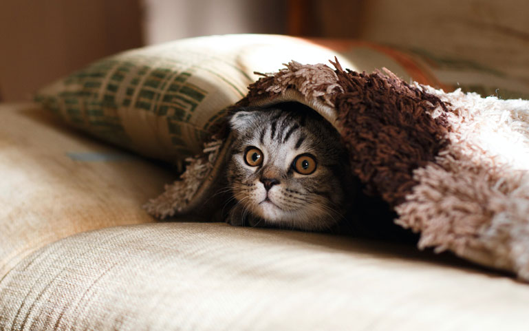 Kat verstopt zich