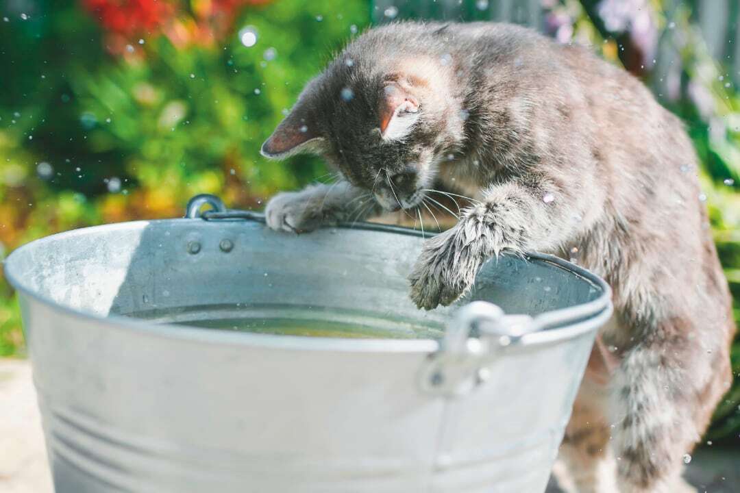 Kat spelen met water bij warmte