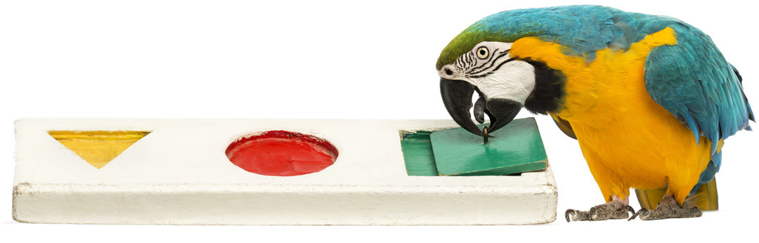 Verrijking met voerspelletjes voor papegaai