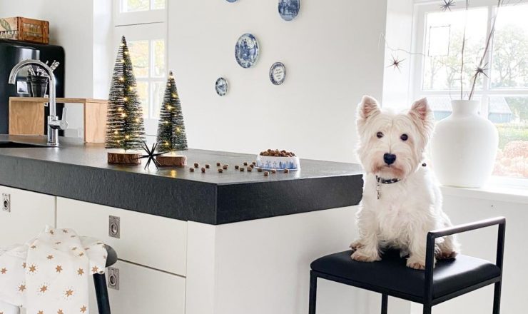 Meer dan de helft van de baasjes viert feestdagen samen met hun hond of kat