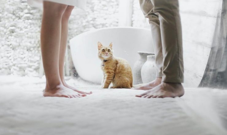 Mijn kat is jaloers. Wat nu?