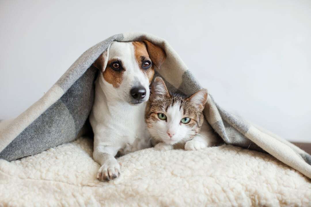 Hondenmensen of kattenmensen