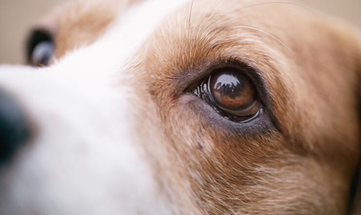 Hond in de klas helpt kinderen vooruit