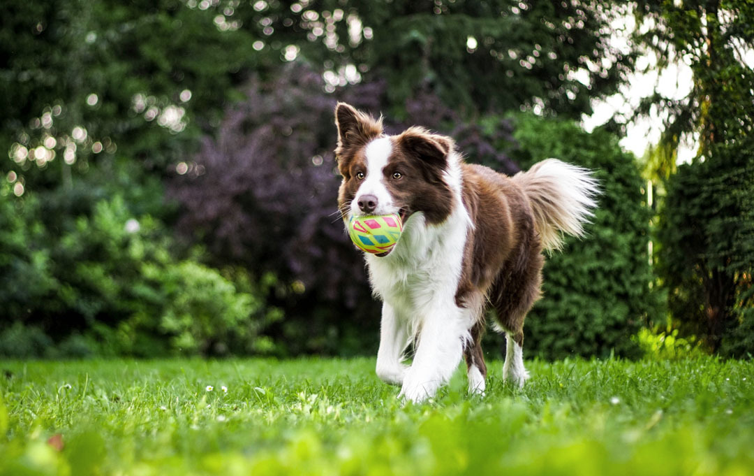 Zomerdrukte in dierenpensions