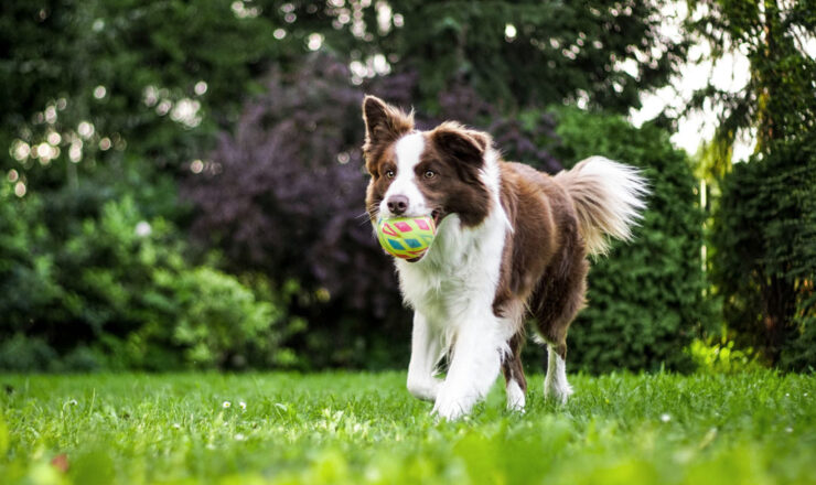 Zomerdrukte in dierenpensions: tijd voor duidelijke keuzes